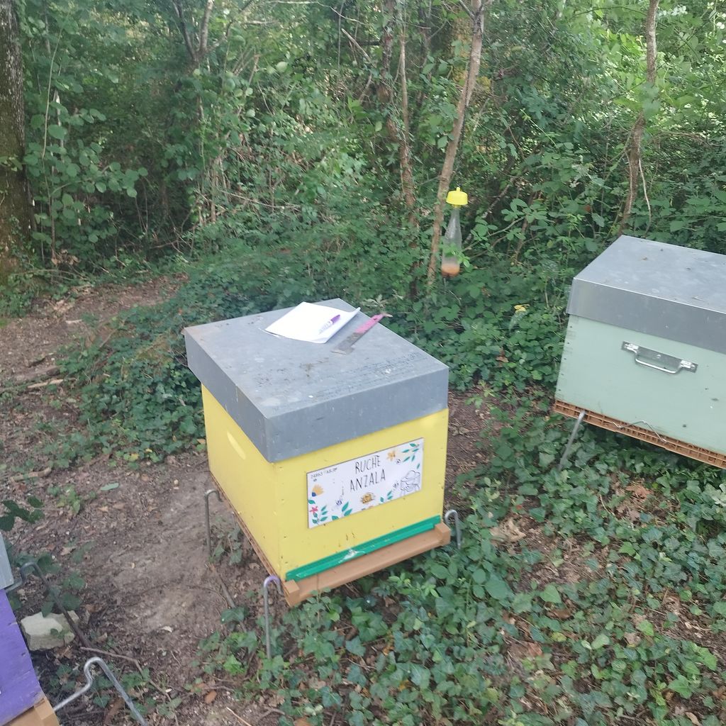 La ruche Anzala