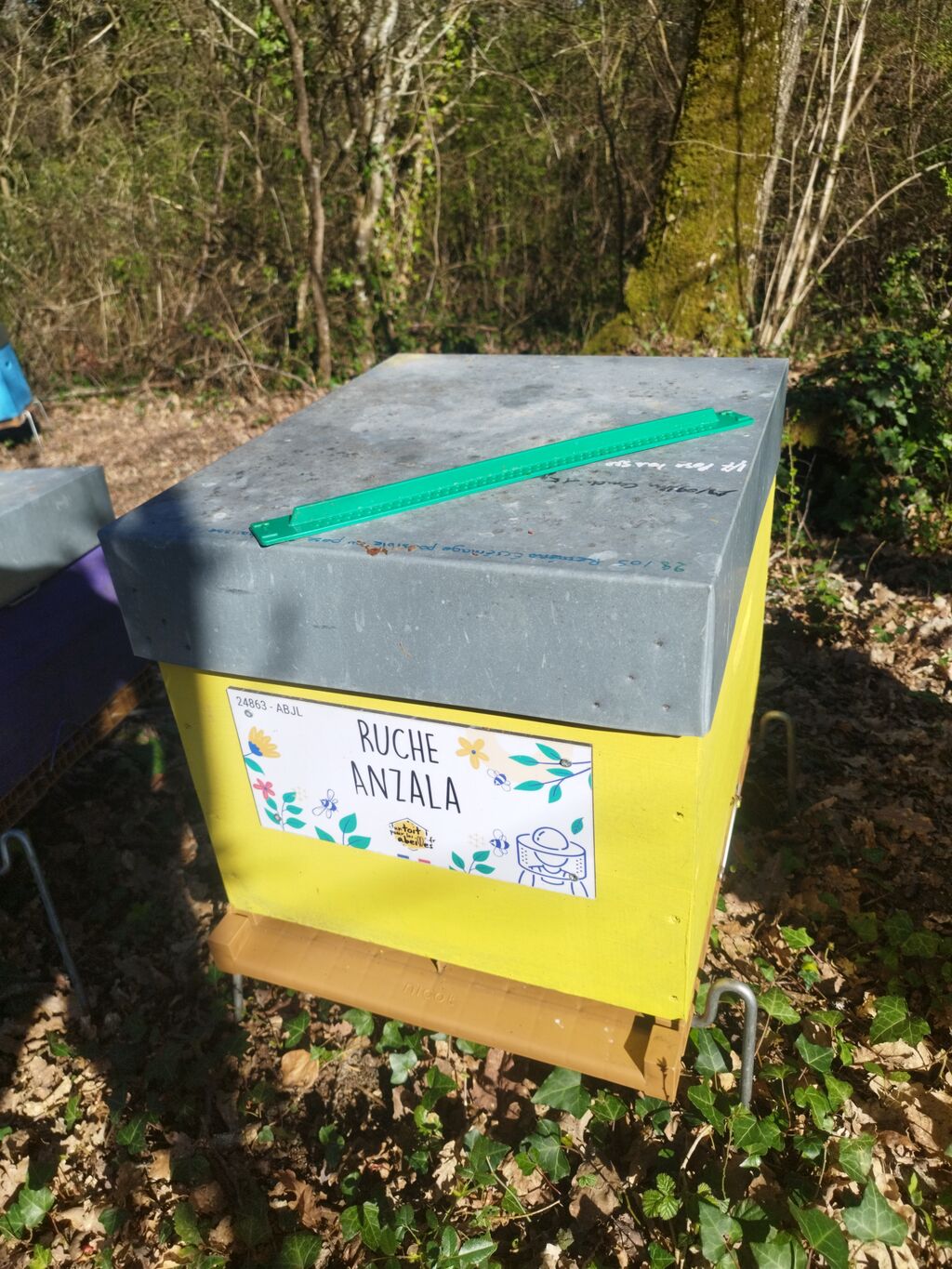 La ruche Anzala