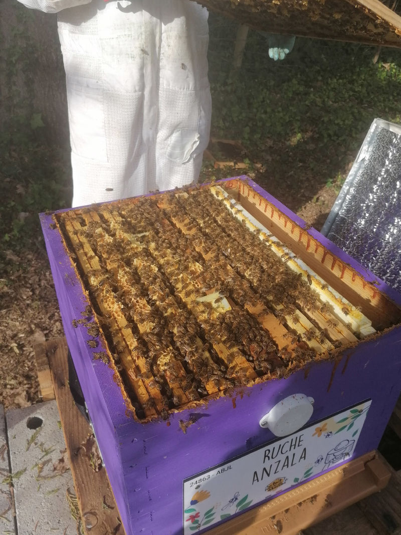 La ruche Anzala