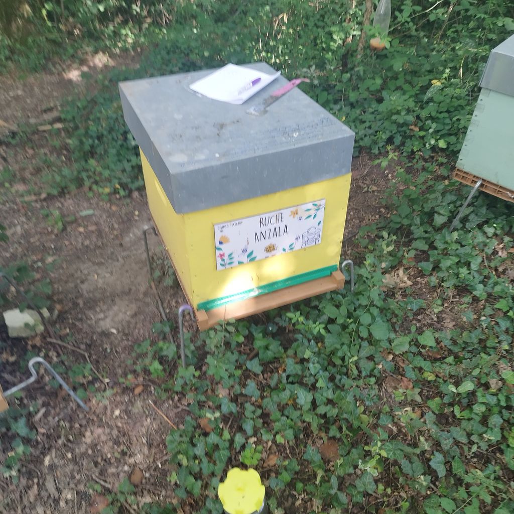 La ruche Anzala
