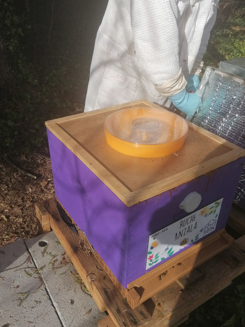 La ruche Anzala