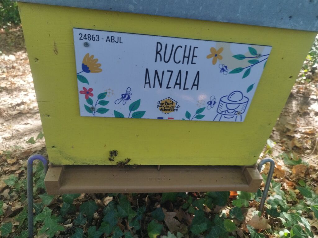 La ruche Anzala