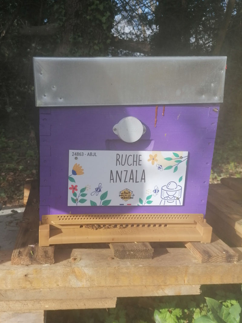 La ruche Anzala
