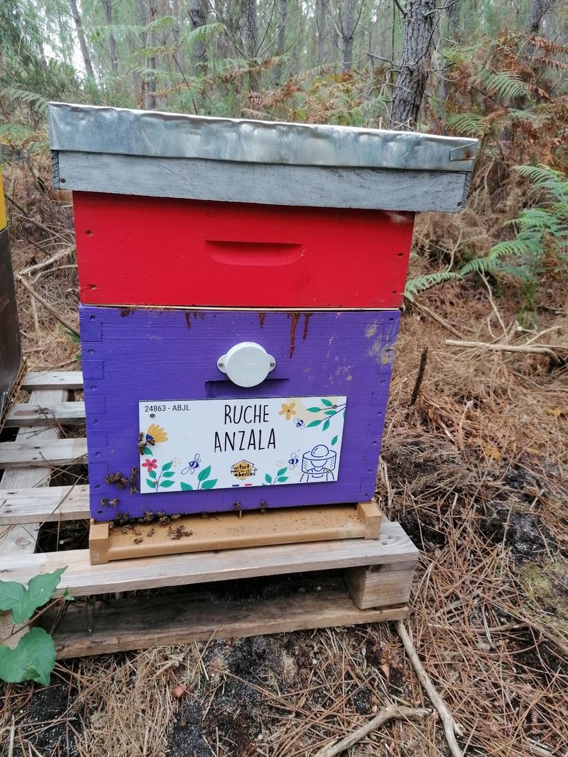 La ruche Anzala