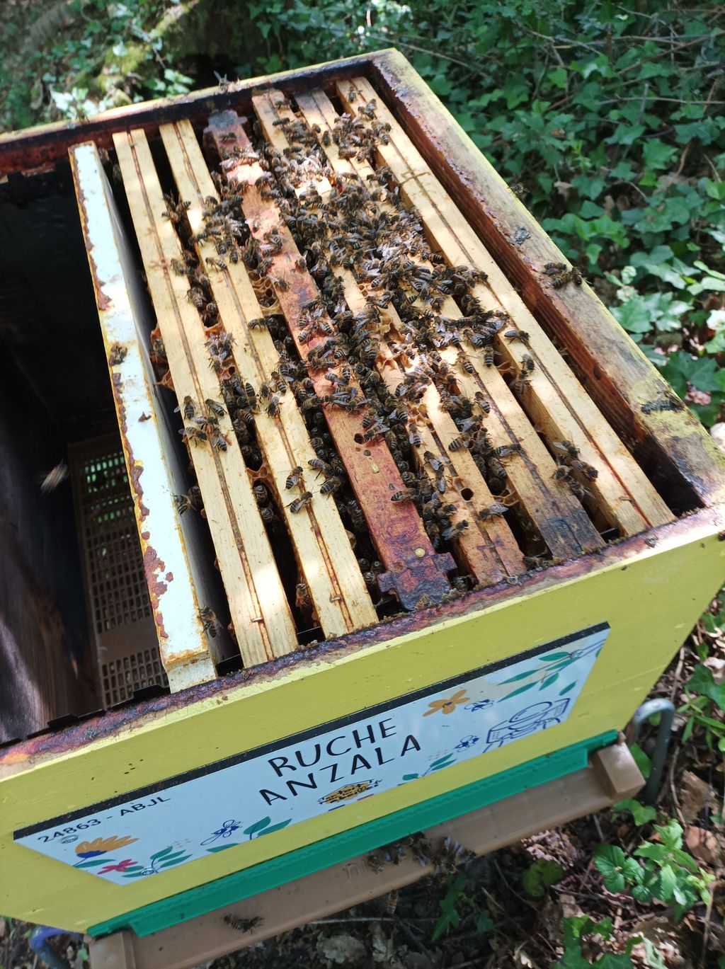 La ruche Anzala