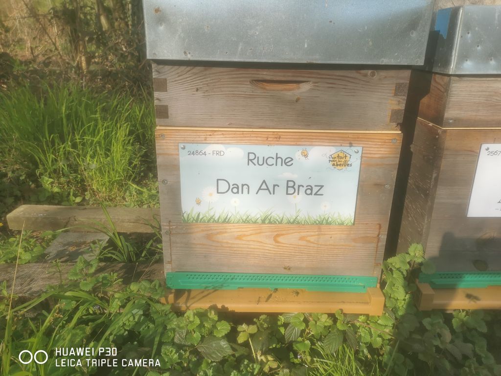 La ruche Dan Ar Braz