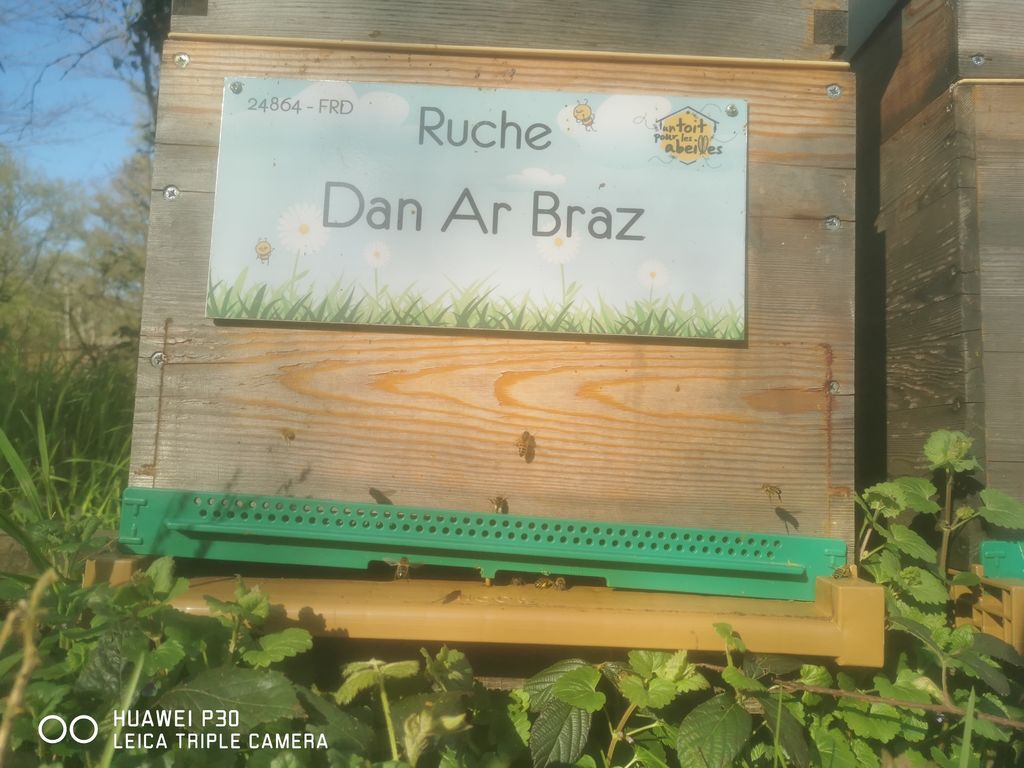 La ruche Dan Ar Braz