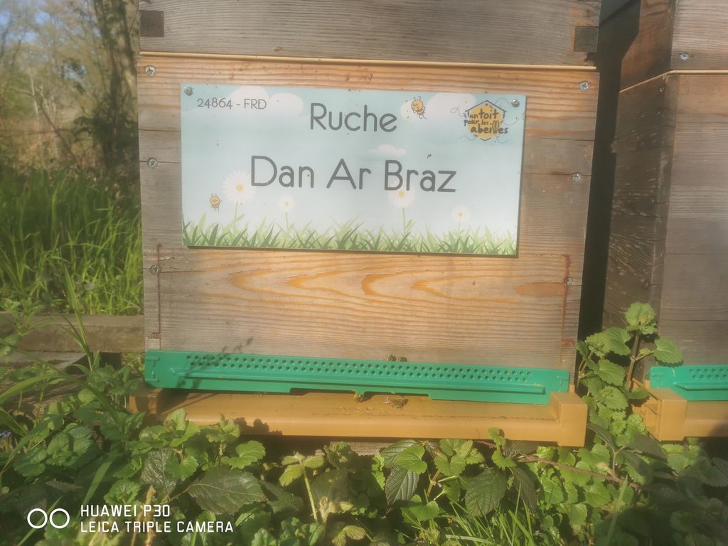 La ruche Dan Ar Braz