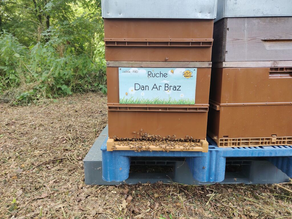 La ruche Dan Ar Braz