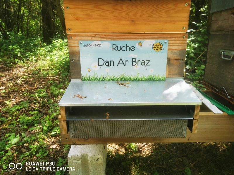La ruche Dan Ar Braz