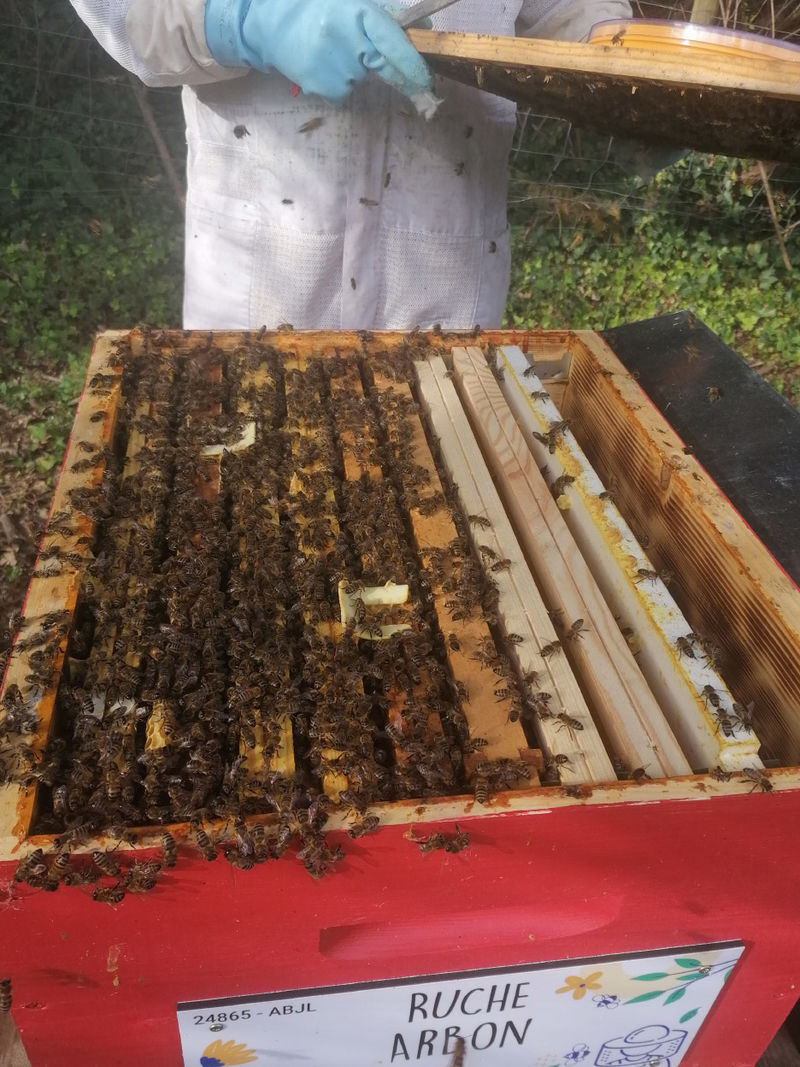 La ruche Arbon