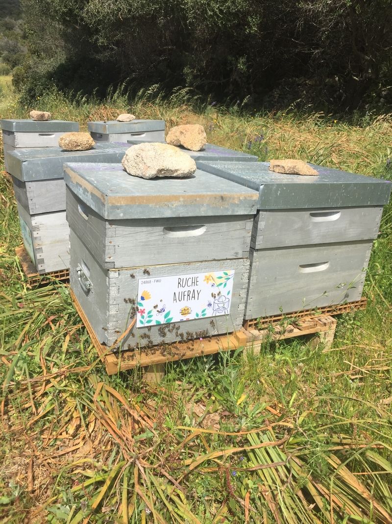 La ruche Aufray
