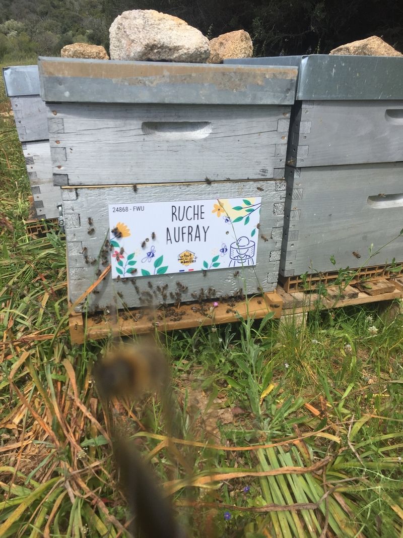 La ruche Aufray