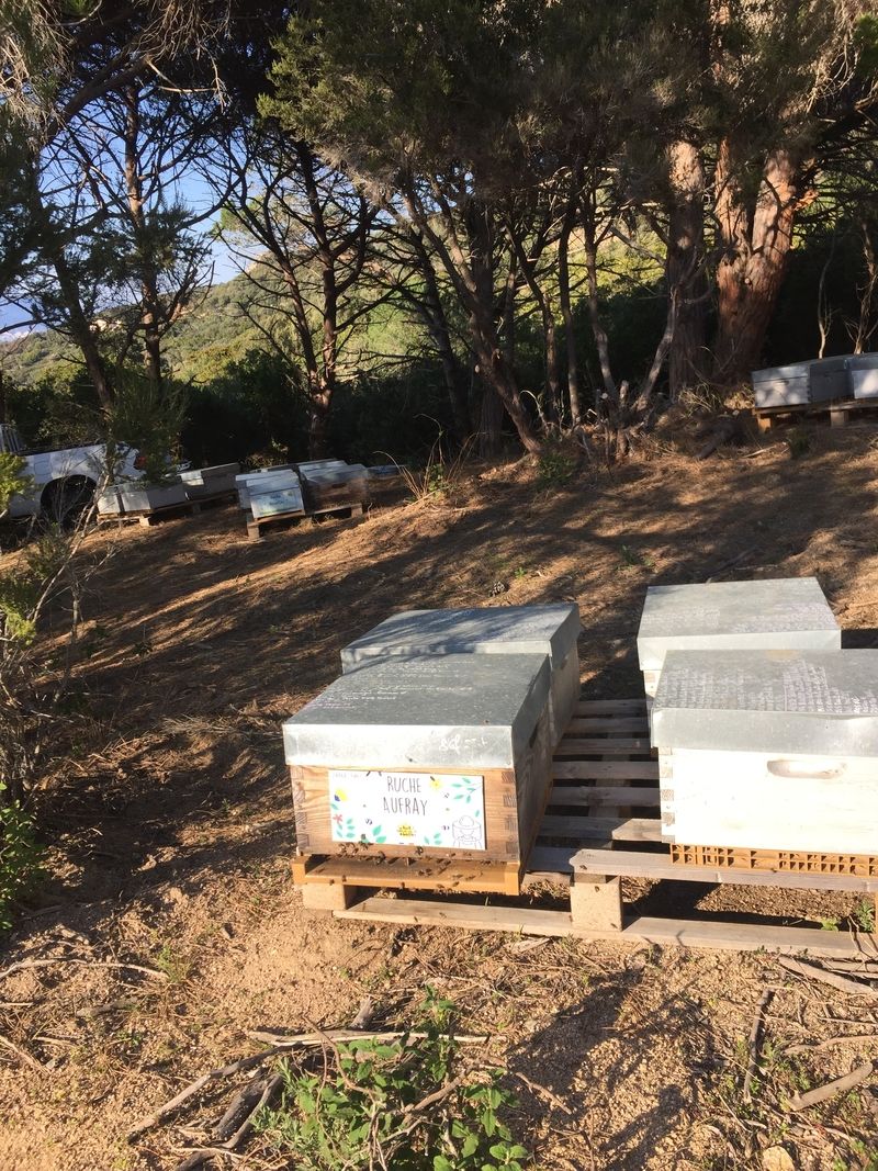 La ruche Aufray