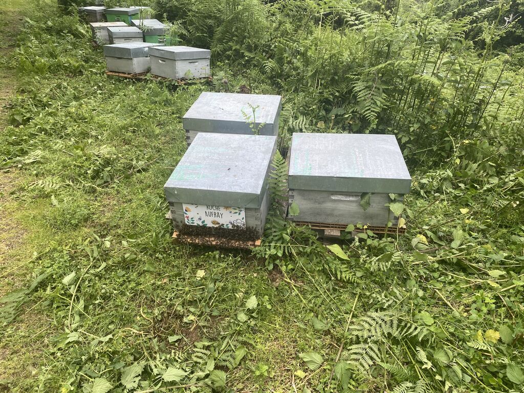 La ruche Aufray