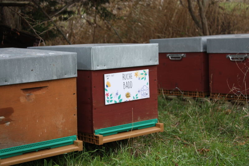 La ruche Badd