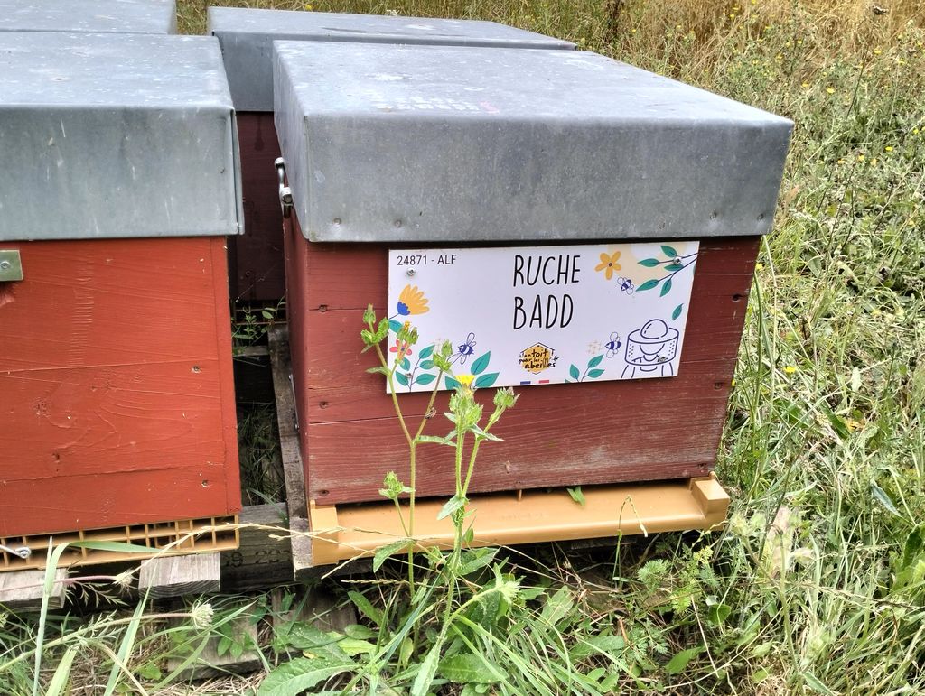 La ruche Badd