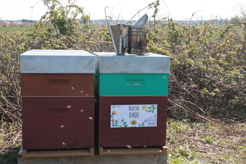 La ruche Badd