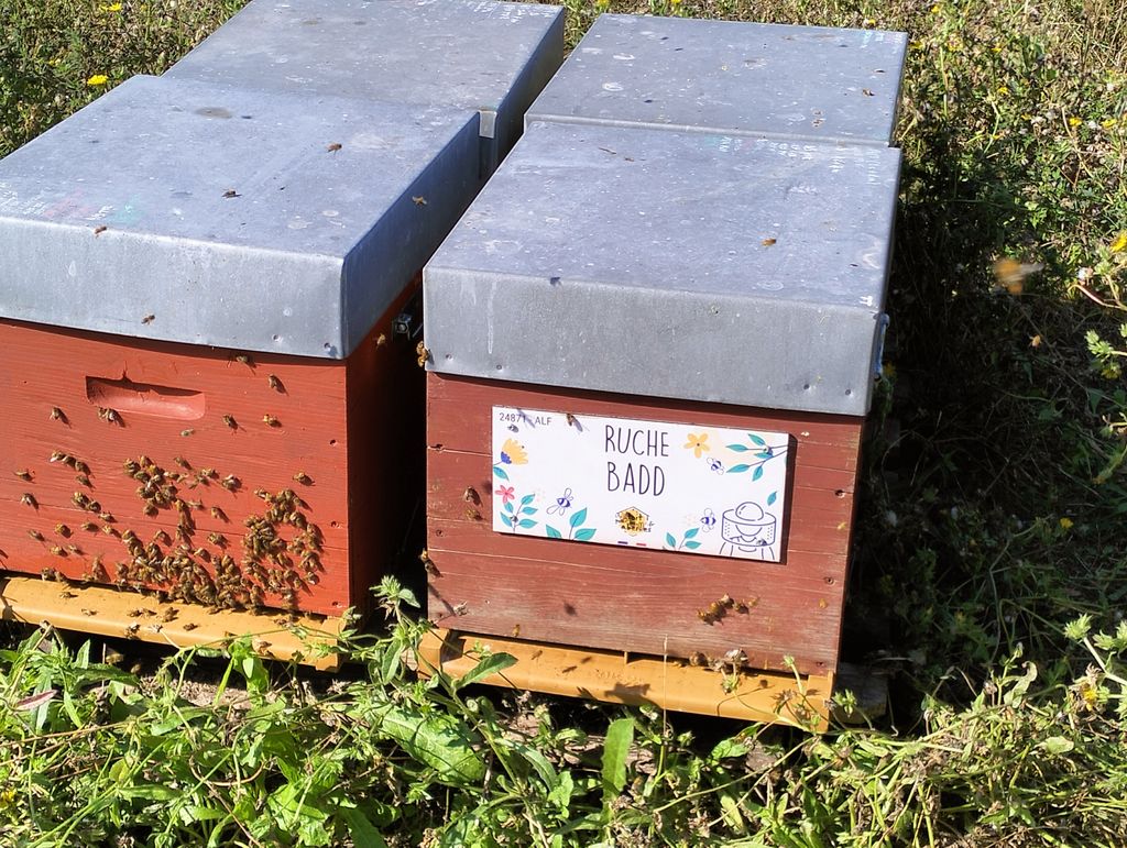 La ruche Badd