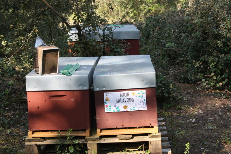La ruche Balavoine