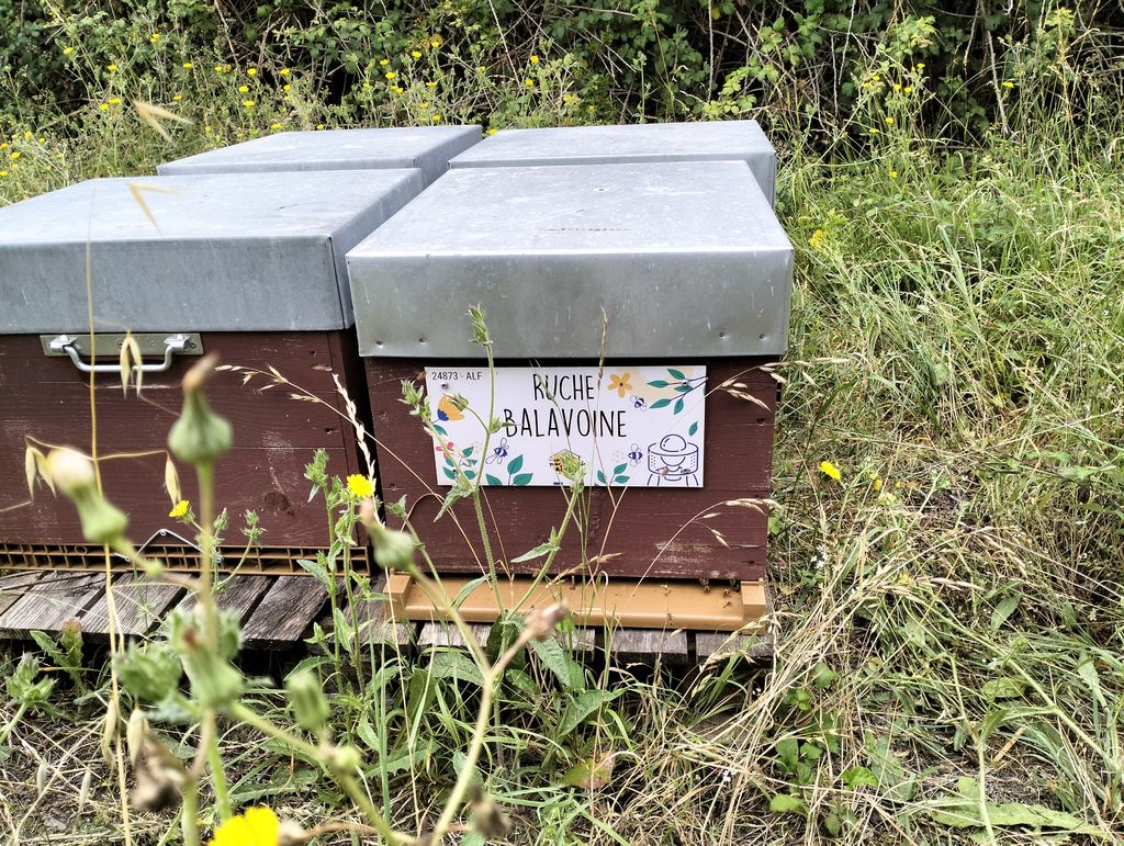 La ruche Balavoine
