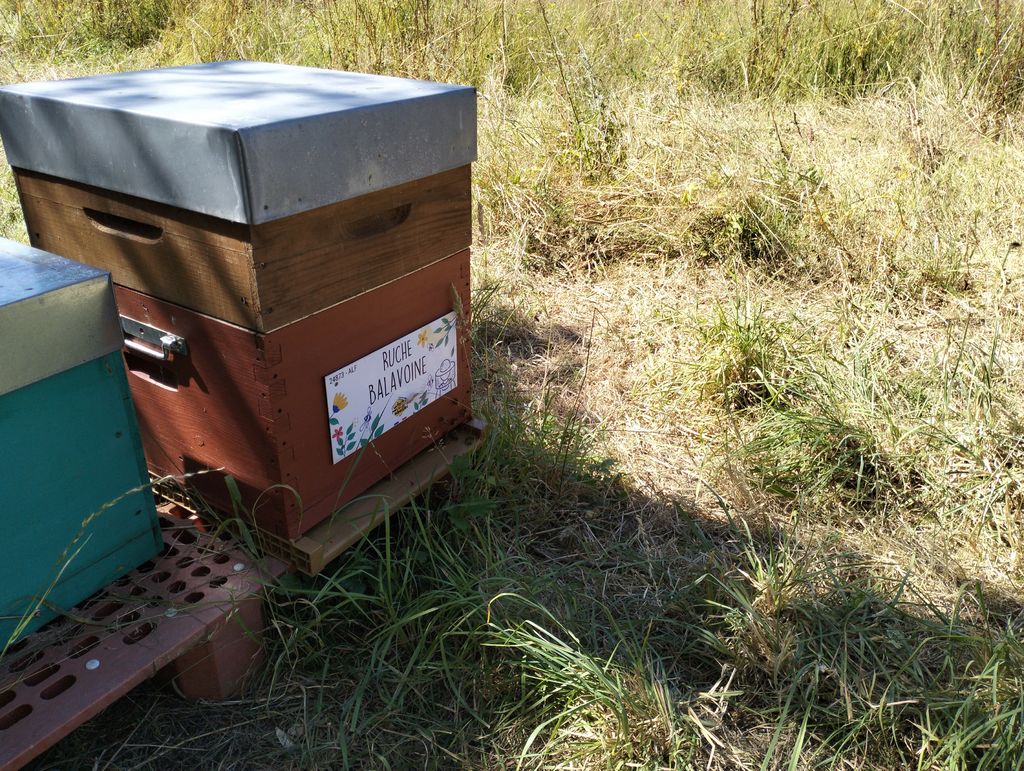 La ruche Balavoine