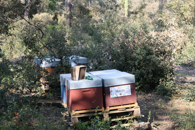 La ruche Balavoine