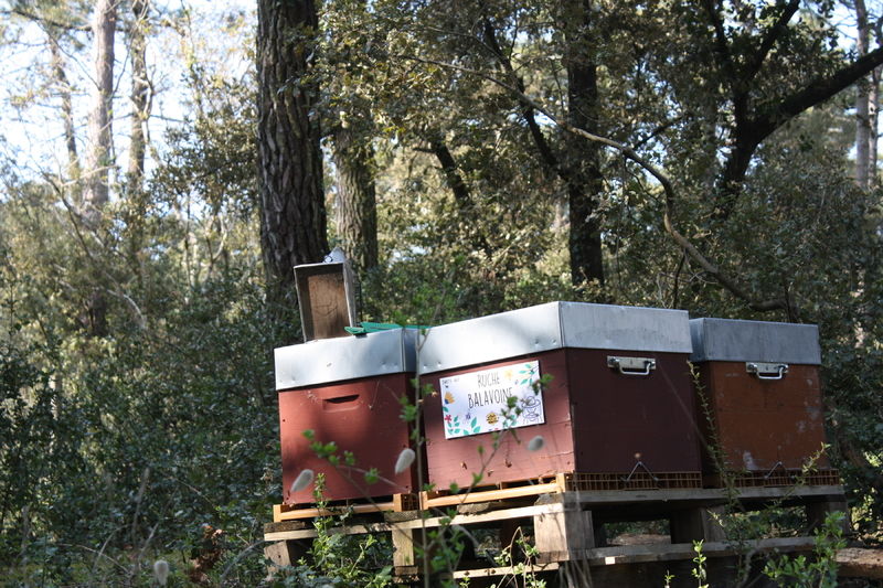 La ruche Balavoine
