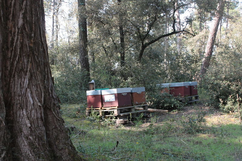 La ruche
