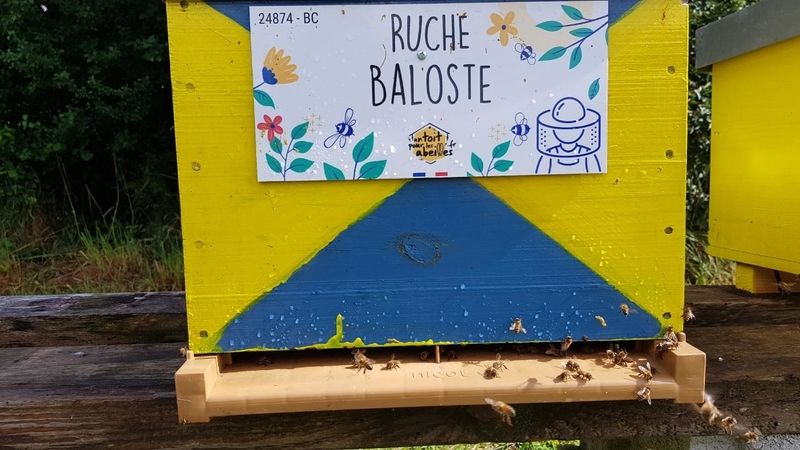La ruche Baloste