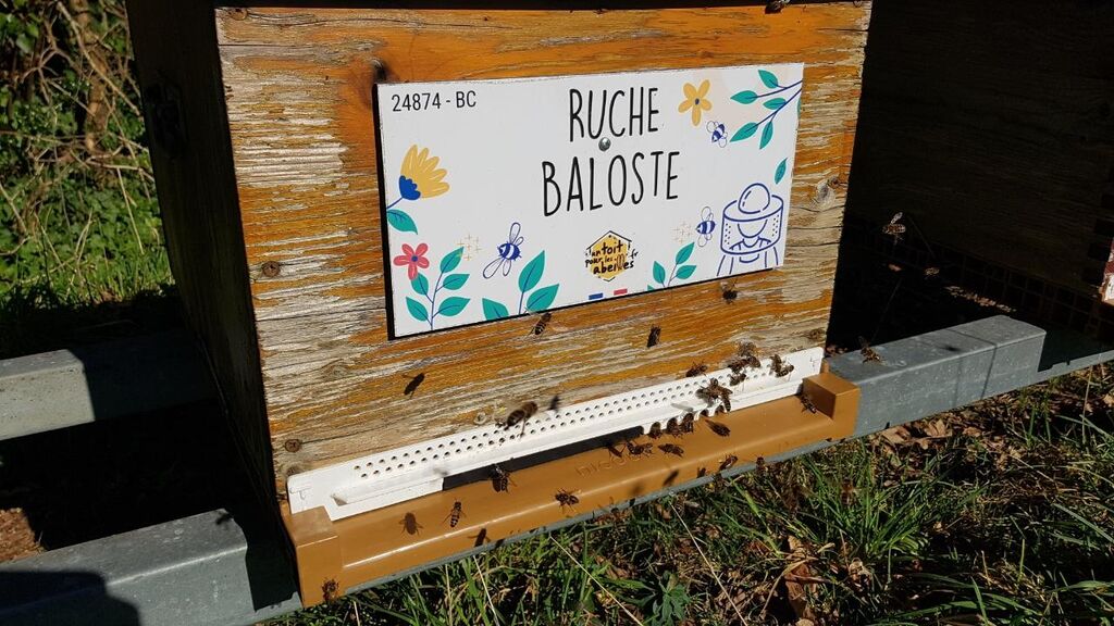 La ruche Baloste