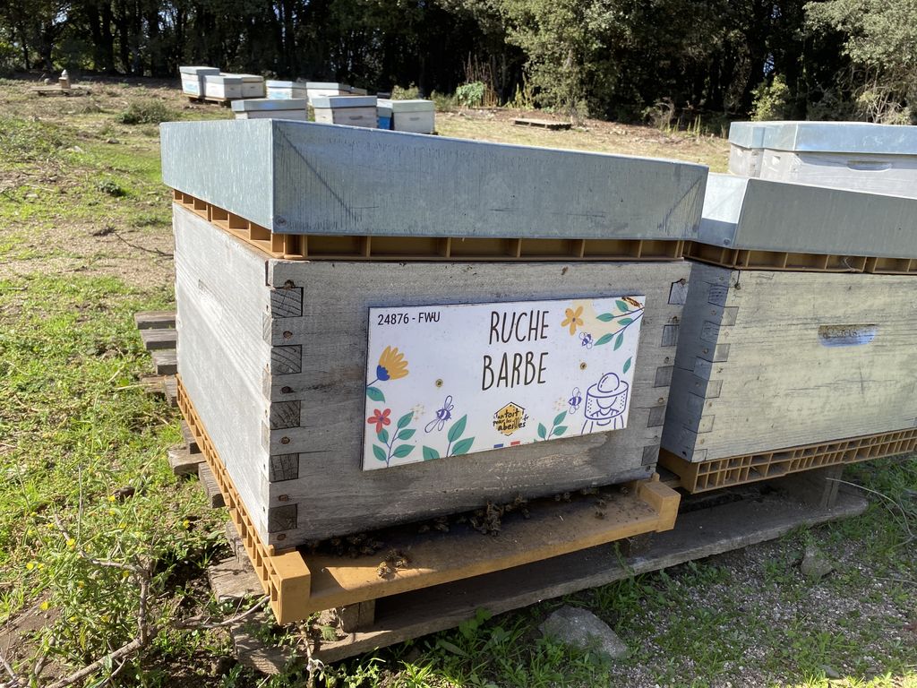 La ruche Barbe
