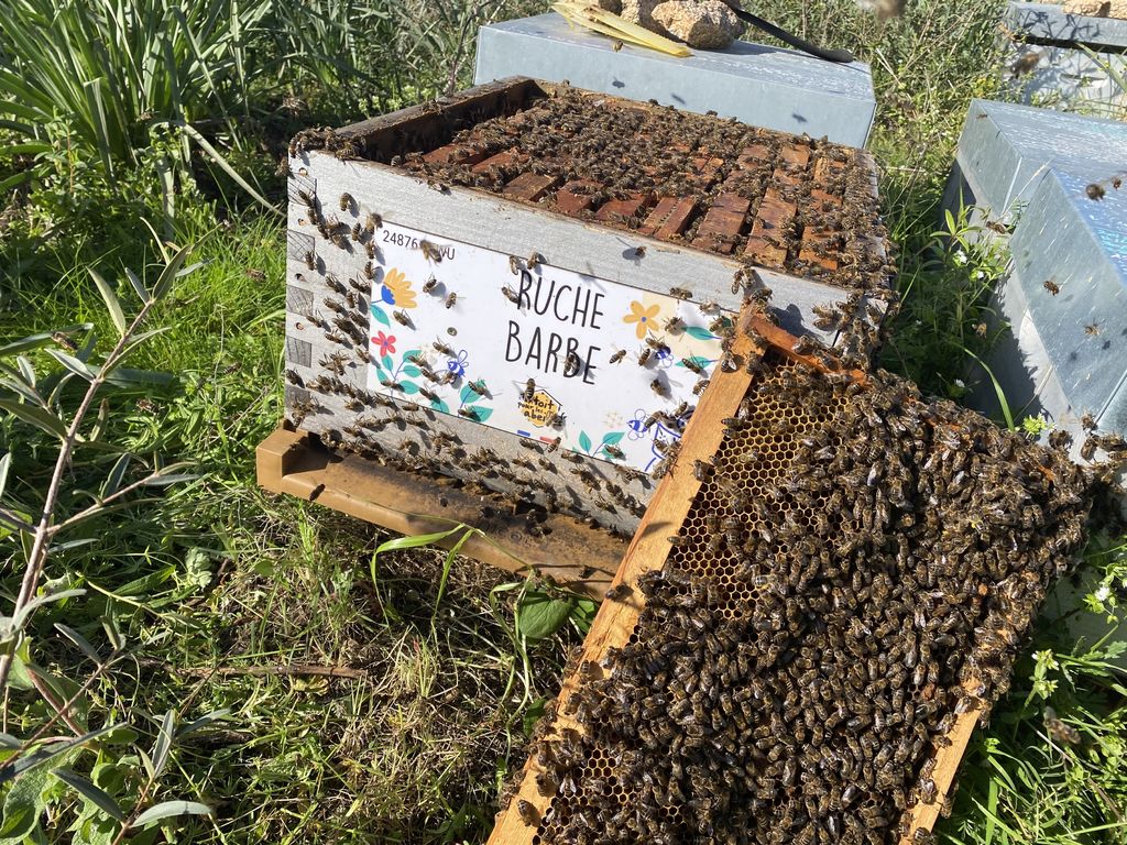 La ruche Barbe