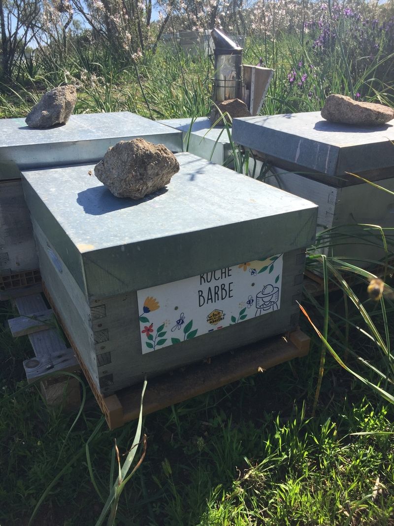La ruche Barbe