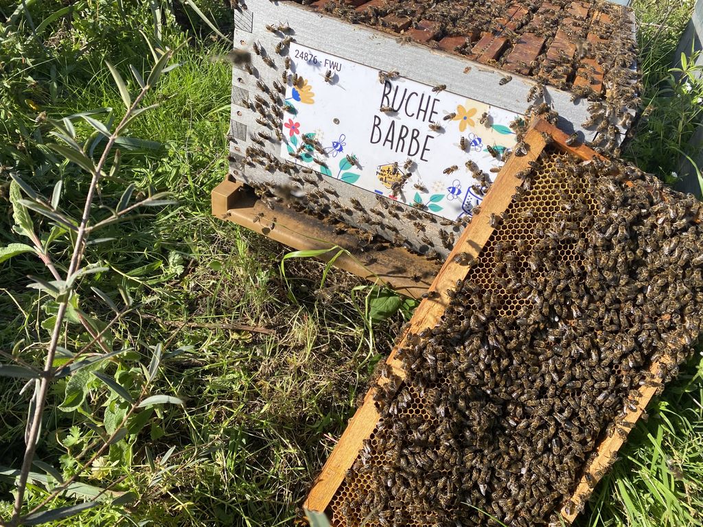 La ruche Barbe