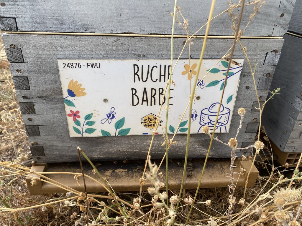 La ruche Barbe