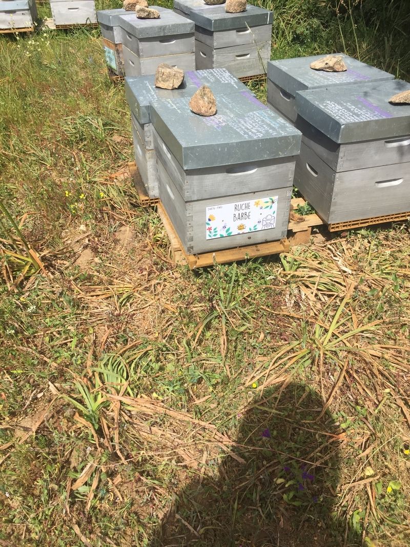 La ruche Barbe