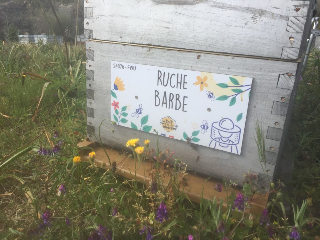 La ruche Barbe