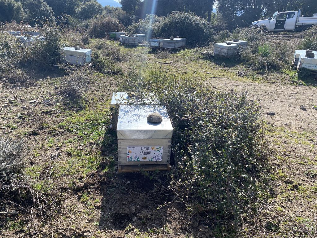 La ruche Barouh