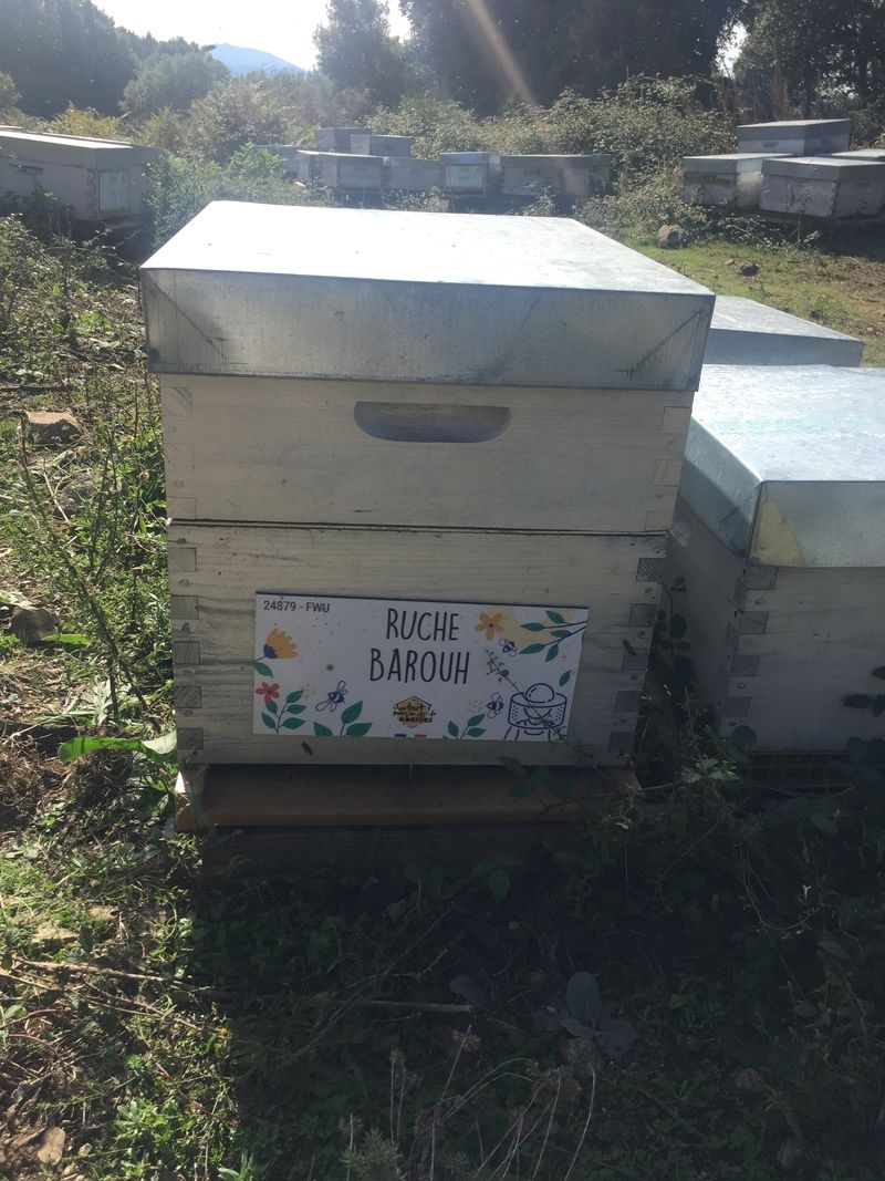 La ruche Barouh