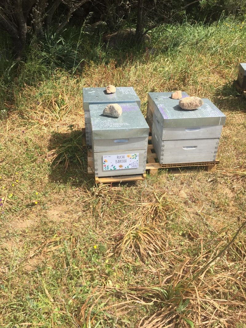 La ruche Barouh