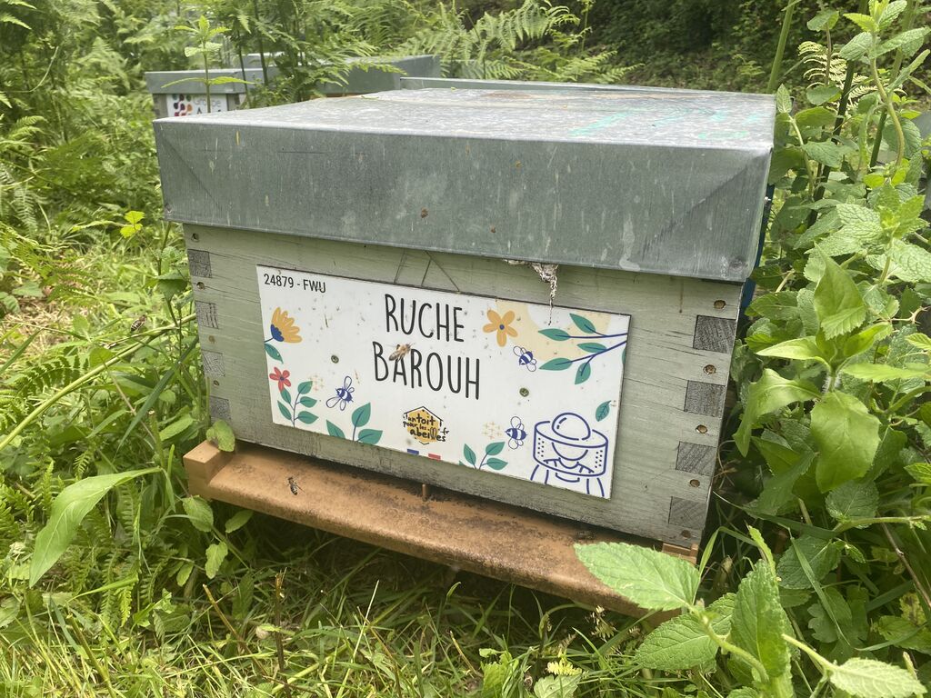 La ruche Barouh