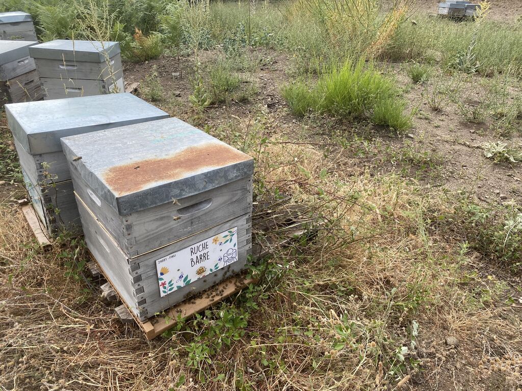 La ruche Barre
