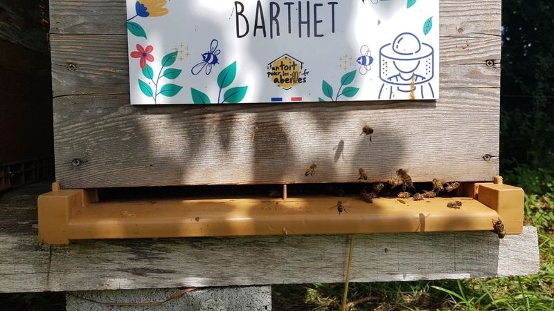 La ruche Barthet