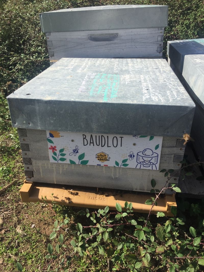 La ruche Baudlot