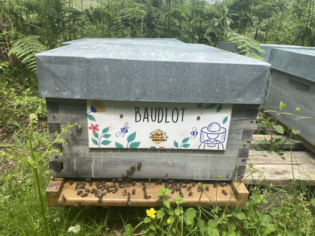 La ruche Baudlot