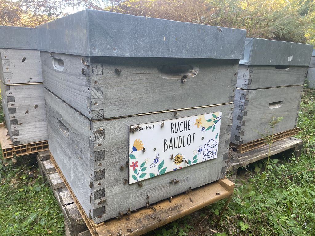 La ruche Baudlot
