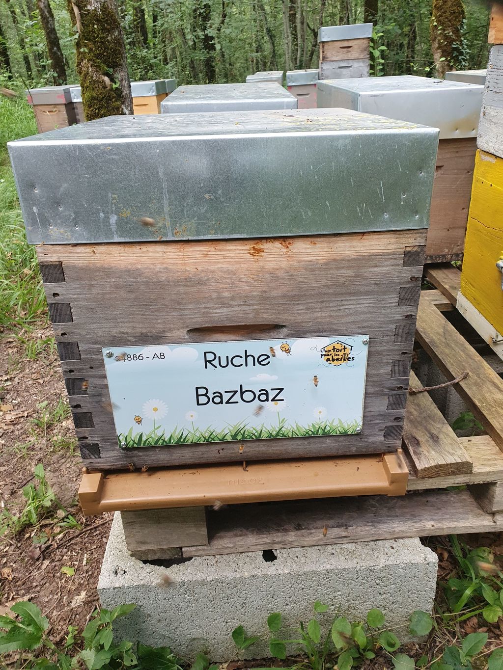 La ruche Bazbaz