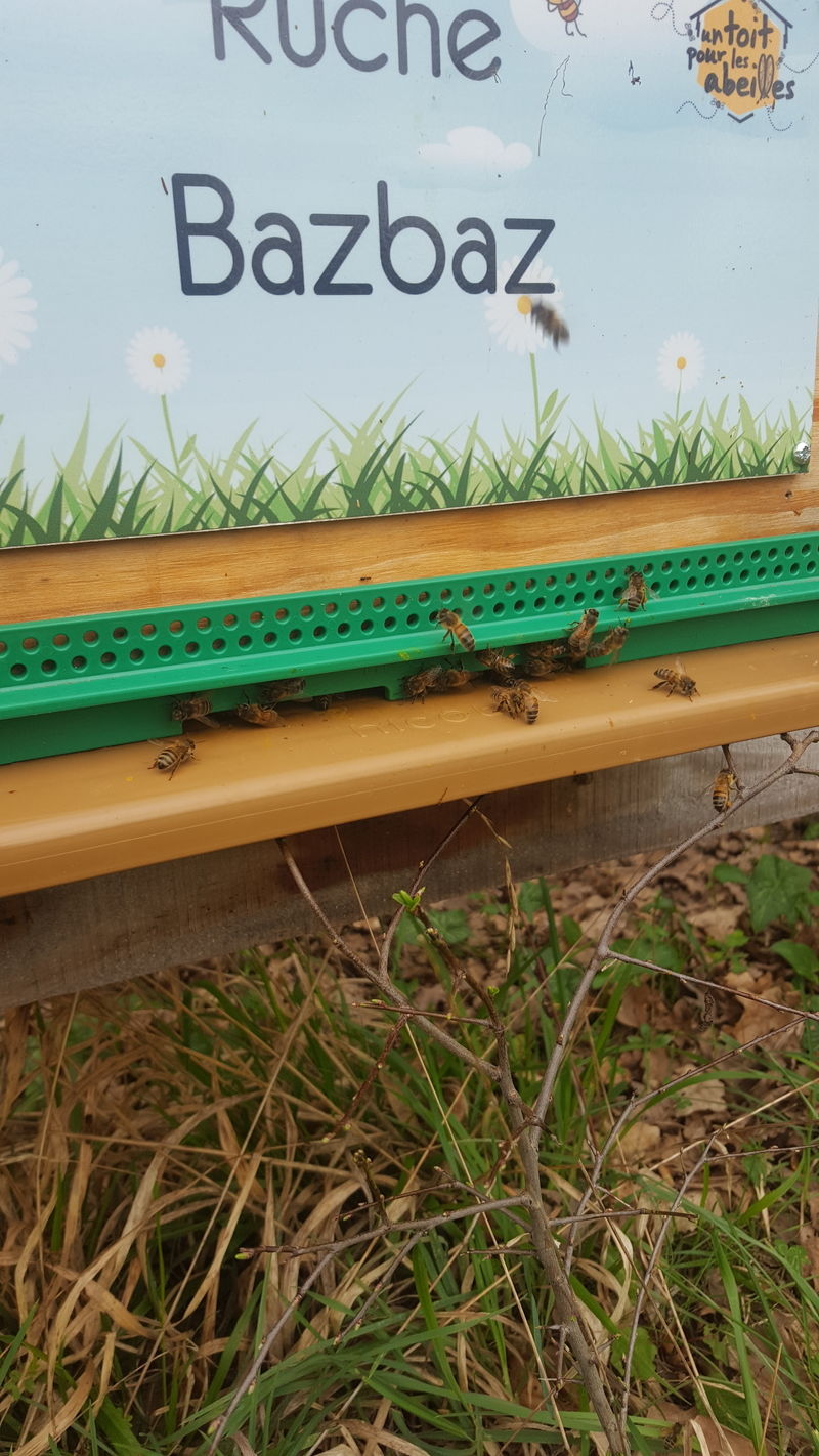 La ruche Bazbaz