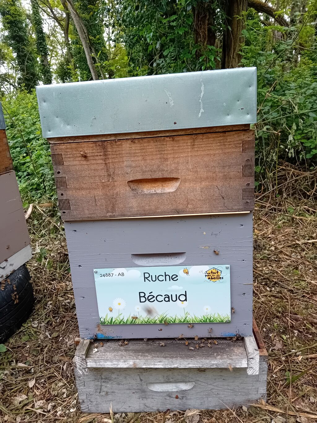 La ruche Bécaud